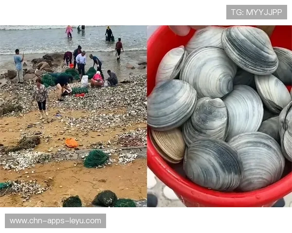 市民凌晨赶海收获满满，台风后的特别礼物，台风后海边上能捡海螺吗
